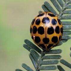 Harmonia conformis (Common Spotted Ladybird) at Bruce Ridge to Gossan Hill - 13 Dec 2023 by trevorpreston