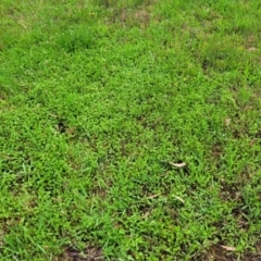 Hydrocotyle sibthorpioides at Bruce Ridge to Gossan Hill - 14 Dec 2023 07:46 AM