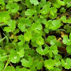 Hydrocotyle sibthorpioides at Bruce Ridge to Gossan Hill - 14 Dec 2023 07:46 AM