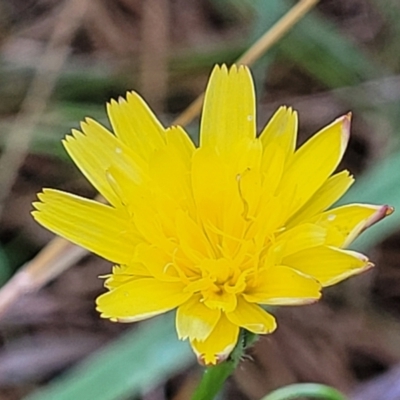 Leontodon saxatilis (Lesser Hawkbit, Hairy Hawkbit) at Bruce Ridge to Gossan Hill - 13 Dec 2023 by trevorpreston