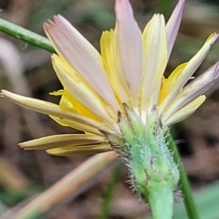 Leontodon saxatilis at Bruce Ridge to Gossan Hill - 14 Dec 2023