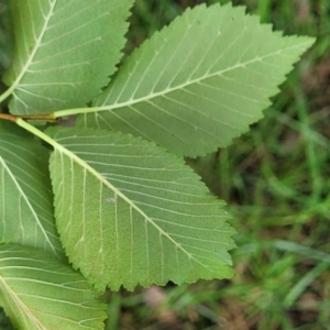 Ulmus procera at Bruce Ridge to Gossan Hill - 14 Dec 2023