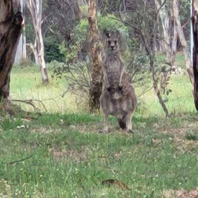Macropus giganteus (Eastern Grey Kangaroo) at Bruce Ridge to Gossan Hill - 13 Dec 2023 by trevorpreston