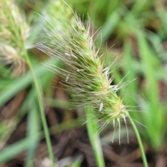 Cynosurus echinatus (Rough Dog's Tail Grass) at Flea Bog Flat, Bruce - 14 Dec 2023 by trevorpreston