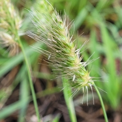 Cynosurus echinatus (Rough Dog's Tail Grass) at Flea Bog Flat, Bruce - 13 Dec 2023 by trevorpreston