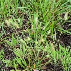 Cynosurus echinatus at Bruce Ridge to Gossan Hill - 14 Dec 2023 07:41 AM