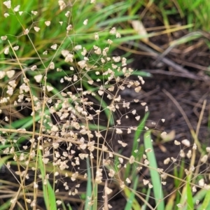 Briza minor at Bruce Ridge to Gossan Hill - 14 Dec 2023