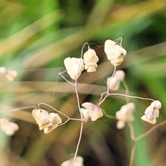 Briza minor at Bruce Ridge to Gossan Hill - 14 Dec 2023