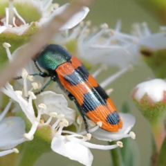 Castiarina crenata (Jewel beetle) at Black Mountain - 12 Dec 2023 by ConBoekel
