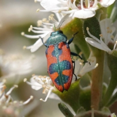 Castiarina hilaris at Canberra Central, ACT - 13 Dec 2023