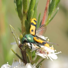 Castiarina scalaris (Scalaris jewel beetle) at Canberra Central, ACT - 12 Dec 2023 by ConBoekel