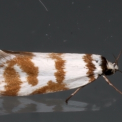 Philobota impletella Group (A concealer moth) at Ainslie, ACT - 12 Dec 2023 by jb2602