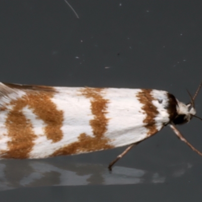 Philobota impletella Group (A concealer moth) at Ainslie, ACT - 12 Dec 2023 by jb2602