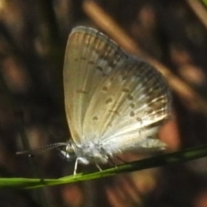 Zizina otis at Tidbinbilla Nature Reserve - 13 Dec 2023 12:32 PM