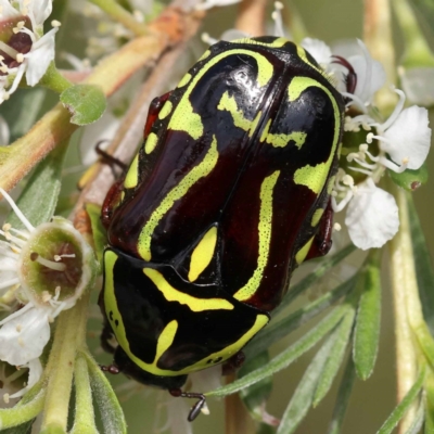 Eupoecila australasiae (Fiddler Beetle) at Black Mountain - 12 Dec 2023 by ConBoekel