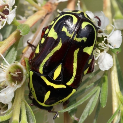 Eupoecila australasiae (Fiddler Beetle) at Black Mountain - 13 Dec 2023 by ConBoekel