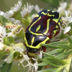 Eupoecila australasiae at Black Mountain - 13 Dec 2023