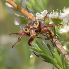 Neorrhina punctatum (Spotted flower chafer) at Canberra Central, ACT - 13 Dec 2023 by ConBoekel