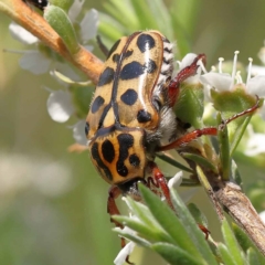 Neorrhina punctata at Canberra Central, ACT - 13 Dec 2023