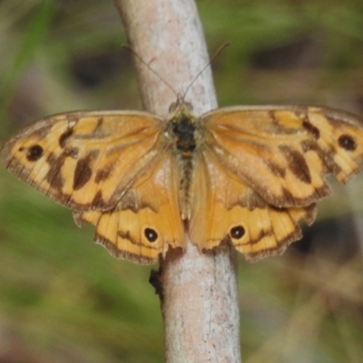 Heteronympha merope (Common Brown Butterfly) at Paddys River, ACT - 12 Dec 2023 by JohnBundock