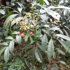 Synoum glandulosum subsp. glandulosum (Scentless Rosewood) at Benandarah, NSW - 10 Dec 2023 by plants