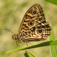 Geitoneura acantha (Ringed Xenica) at Paddys River, ACT - 12 Dec 2023 by JohnBundock