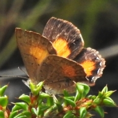 Paralucia aurifera (Bright Copper) at Tidbinbilla Nature Reserve - 13 Dec 2023 by JohnBundock