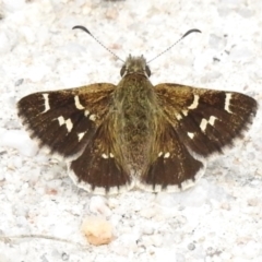 Pasma tasmanica (Two-spotted Grass-skipper) at Paddys River, ACT - 13 Dec 2023 by JohnBundock