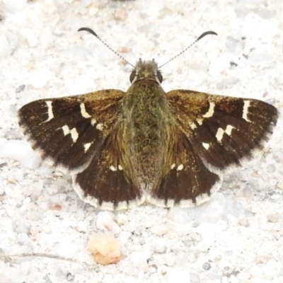 Pasma tasmanica (Two-spotted Grass-skipper) at Paddys River, ACT - 13 Dec 2023 by JohnBundock