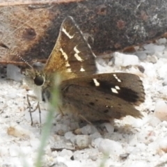 Pasma tasmanica at Tidbinbilla Nature Reserve - 13 Dec 2023 11:17 AM