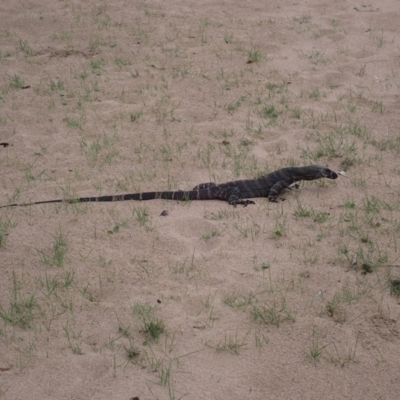 Varanus varius (Lace Monitor) at Murramarang National Park - 11 Dec 2023 by plants