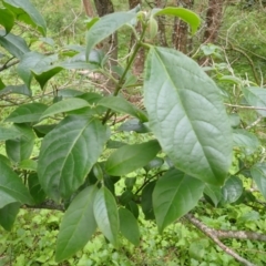 Clerodendrum tomentosum (Hairy Clerodendrum) at South Durras, NSW - 11 Dec 2023 by plants