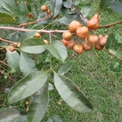 Synoum glandulosum subsp. glandulosum (Scentless Rosewood) at South Durras, NSW - 11 Dec 2023 by plants