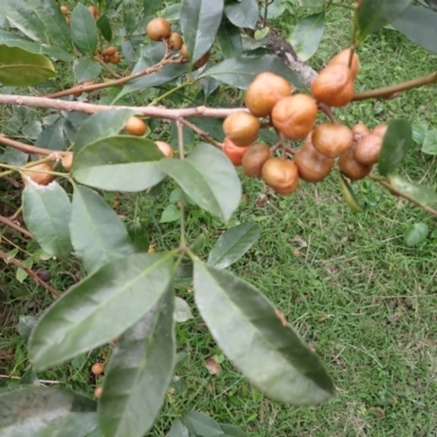 Synoum glandulosum subsp. glandulosum (Scentless Rosewood) at South Durras, NSW - 11 Dec 2023 by plants