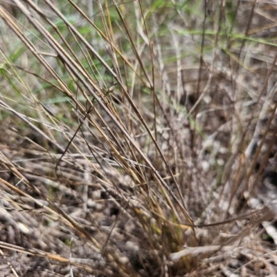 Eragrostis curvula (African Lovegrass) at Farrer Ridge - 14 Dec 2023 by AaronClausen