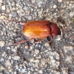 Melolonthinae (subfamily) (Cockchafer) at Sullivans Creek, Lyneham South - 14 Dec 2023 by trevorpreston