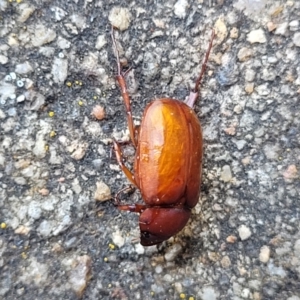 Melolonthinae (subfamily) at Sullivans Creek, Lyneham South - 14 Dec 2023 11:14 AM