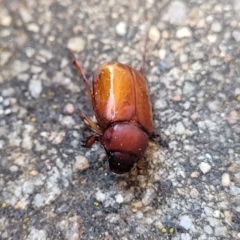 Melolonthinae sp. (subfamily) at Sullivans Creek, Lyneham South - 14 Dec 2023