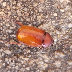 Melolonthinae sp. (subfamily) at Sullivans Creek, Lyneham South - 14 Dec 2023