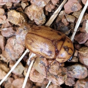 Cyclocephala signaticollis at Sullivans Creek, Lyneham South - 14 Dec 2023