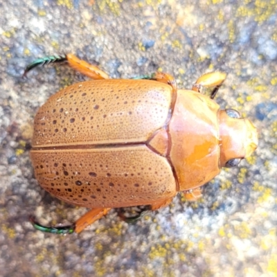 Anoplognathus porosus (Porosus Christmas beetle) at Lyneham, ACT - 14 Dec 2023 by trevorpreston