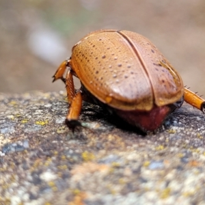 Anoplognathus porosus at Sullivans Creek, Lyneham South - 14 Dec 2023