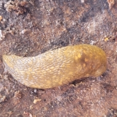 Limacus flavus (Yellow Cellar Slug) at Lyneham, ACT - 14 Dec 2023 by trevorpreston