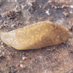 Limacus flavus at Sullivans Creek, Lyneham South - 14 Dec 2023 11:44 AM