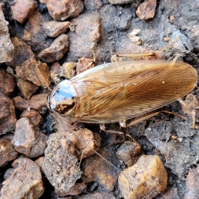 Johnrehnia contraria (Cockroach) at Sullivans Creek, Lyneham South - 14 Dec 2023 by trevorpreston
