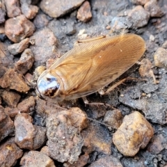 Johnrehnia contraria at Sullivans Creek, Lyneham South - 14 Dec 2023