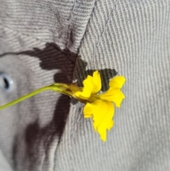 Goodenia pinnatifida (Scrambled Eggs) at Mawson, ACT - 14 Dec 2023 by Mike