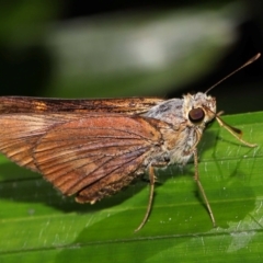 Unidentified Skipper (Hesperiidae) at Brisbane City, QLD - 13 Dec 2023 by TimL