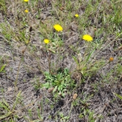 Hypochaeris radicata at Mawson Ponds - 14 Dec 2023