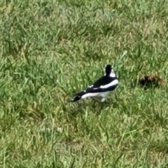 Grallina cyanoleuca (Magpie-lark) at Mawson Ponds - 14 Dec 2023 by Mike